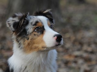 Новый хит: собака в восторге от самодельного фонтана (ВИДЕО)