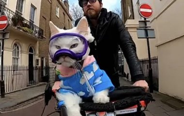 Глухая кошка принесла уволенному программисту славу, деньги и успех у женщин