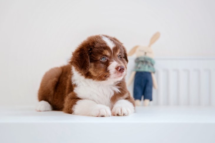 Щенок-интроверт покорил пользователей Сетей (ВИДЕО)