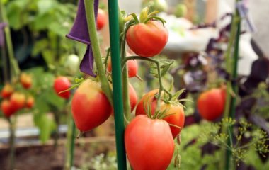 Диетолог выявила полезные свойства овощей: витамины с огорода