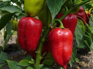 3 ложки на 4 літри води — і перець не хворітиме, плоди будуть великими, солодкими та м’ясистими