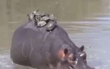 В Индии сняли, как бегемот катает на спине десяток черепах (видео)