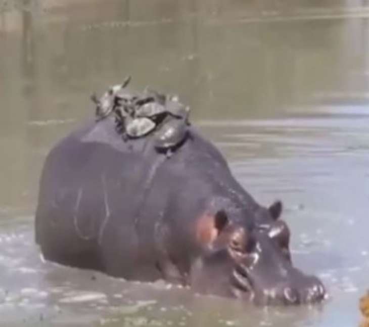В Индии сняли, как бегемот катает на спине десяток черепах (видео)