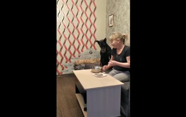Сеть покорил доберман, готовый делится с хозяйкой котлетами
