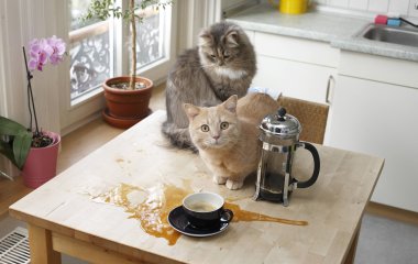 Парень нашел отличный способ, как отучить кошку лазить по столу