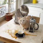 Парень нашел отличный способ, как отучить кошку лазить по столу