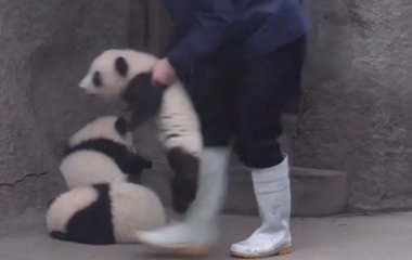 Карабкающийся по ступенькам детеныш панды покорил Сеть (ВИДЕО)