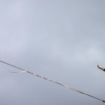 В Аргентине воришка-канатоходец умудрился украсть провода на большой высоте (ВИДЕО)