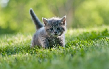 Сети умилили котята, засыпающие только вместе (ВИДЕО)