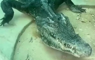 Крокодил шокував відвідувачів зоопарку своєю аномальною худорлявістю – фото