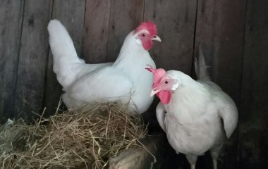 Кури знову почнуть активно нестися, якщо додати до зерна кілька продуктів: простий рецепт для осені