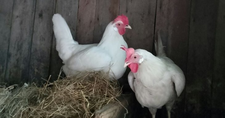 Кури знову почнуть активно нестися, якщо додати до зерна кілька продуктів: простий рецепт для осені
