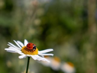 День ангела 13 липня: кого та як вітати з іменинами