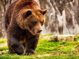 У США ведмідь заліз у будинок, з'їв відбивні і потім зник через вікно (відео)