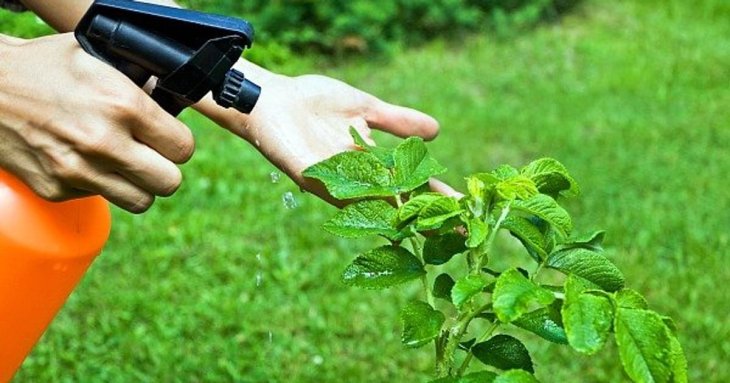 Фунгіциди та інсектициди: чим відрізняються, коли застосовуються, чи можна їх змішувати