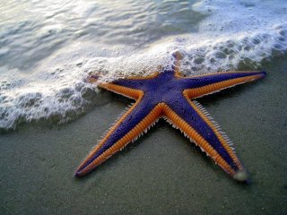 Морская звезда, похожая на персонажа «Спанч Боба», стала звездой мемов (ФОТО)