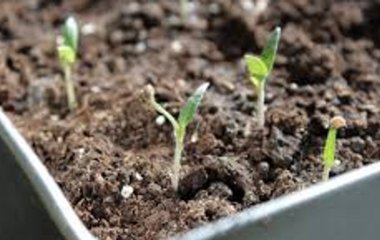 Як сіяти помідори на розсаду: інструкція, як готувати насіння, ємності, як створити ідеальні умови для росту