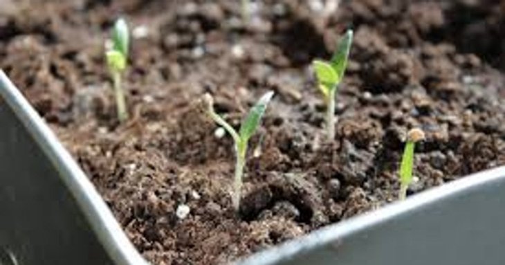 Як сіяти помідори на розсаду: інструкція, як готувати насіння, ємності, як створити ідеальні умови для росту
