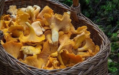 Сім причин раз і назавжди полюбити гриби
