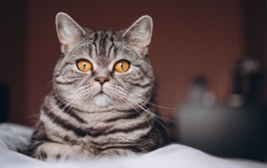 Сеть насмешил дружелюбный кот, отправившийся на «охоту» (ВИДЕО)