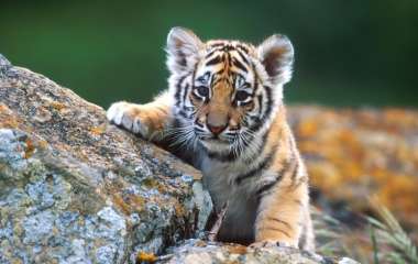 Сети насмешил тигренок, испугавший взрослого тигра (ВИДЕО)