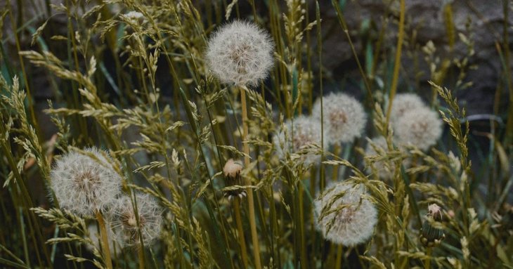 Як позбутися бур’янів і зберегти газон: п’ять перевірених і простих способів