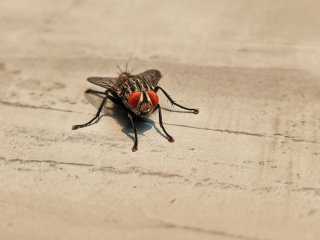 Муха не встигне втекти: простий трюк допоможе спіймати її голими руками