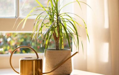 Тіньова сторона: 9 красивих домашніх рослин, яким не потрібне сонце