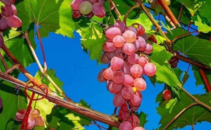 Почему виноград нельзя много есть