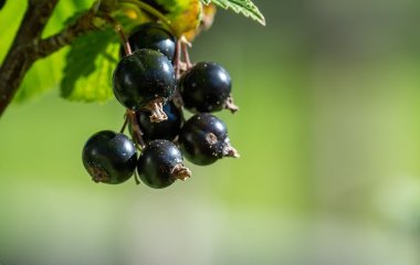 Що зробити з кущами смородини, порічки та аґрусу, щоб мати рясний урожай наступного сезону