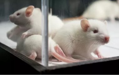 Вчені створили ліки, що видаляють старі клітини з організму