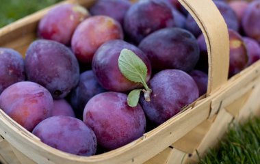 Лакомство не для всех: кому нельзя есть сливы