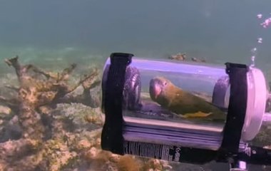Власник відправив папугу Бебе у підводну пригоду: у Мережі розгорівся скандал (відео)