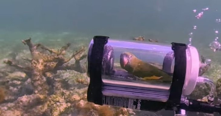 Власник відправив папугу Бебе у підводну пригоду: у Мережі розгорівся скандал (відео)