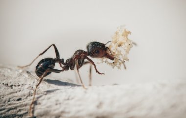 Выгнать навсегда: двухэтапный план избавления от муравьев в доме