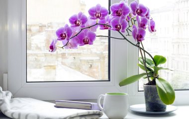 Почему орхидеи не цветут: лайфхак, который поможет это исправить