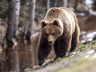 Отважный пес прогнал со двора медведя-«нарушителя» (ВИДЕО)