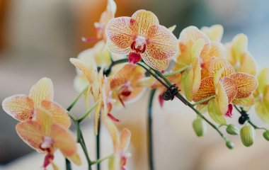 Секрет розкішного цвітіння орхідеї: просто полийте її цим простим кухонним розчином