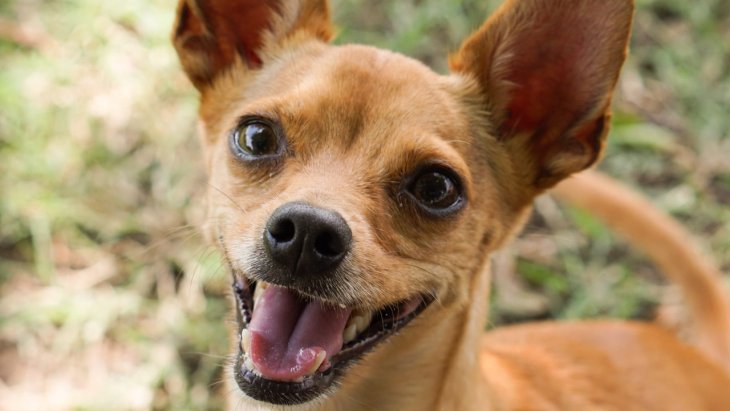 Сети насмешила собака, обидевшаяся на хозяйку из-за похода к ветеринару (ВИДЕО)