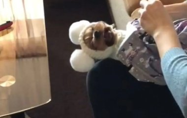 Собачка, которая не любит одеваться, стала звездой соцсетей