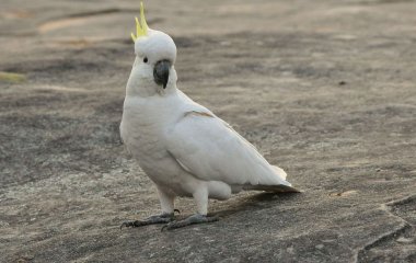 Смешное видео, на котором попугай какаду, оставшись дома наедине и пытается повеселиться (ВИДЕО)