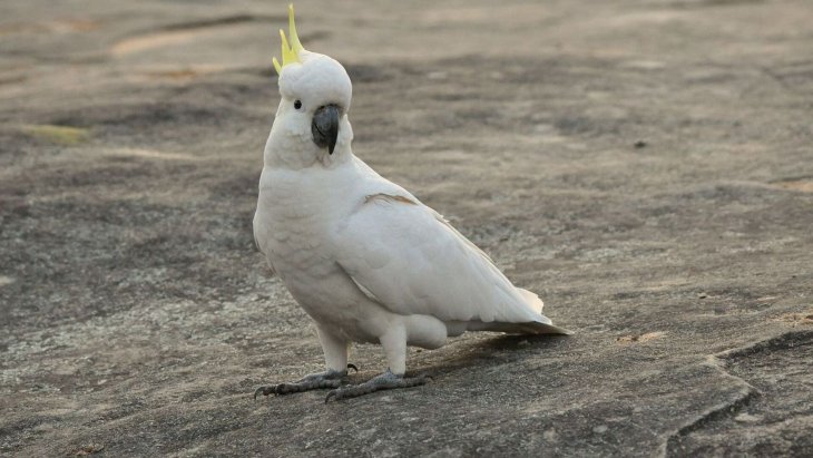 Смешное видео, на котором попугай какаду, оставшись дома наедине и пытается повеселиться (ВИДЕО)