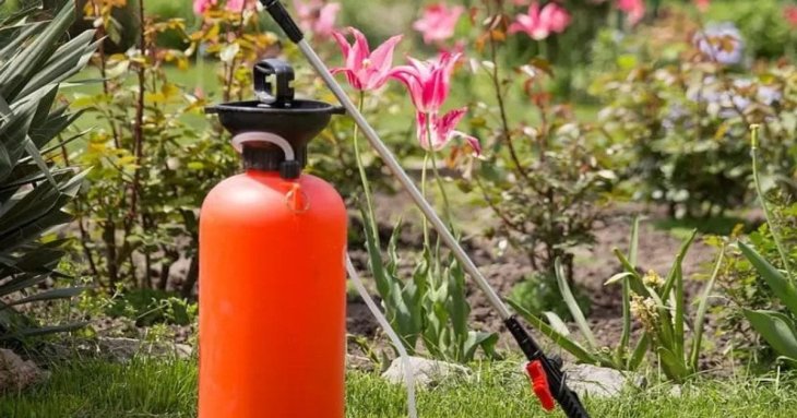 Осіння обробка дерев від хвороб: що і коли використовувати