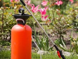 Осіння обробка дерев від хвороб: що і коли використовувати