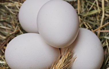 Учні скинули сире яйце з висоти 25 метрів і воно не розбилося: як їм це вдалося