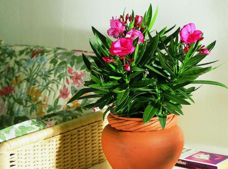 Топ-5 самых цветущих комнатных растений
