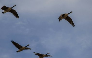 Як перелітні птахи знають, куди їм летіти: науковці дали цікаве пояснення
