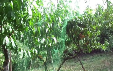 Як захистити персикові дерева від морозів і чим утеплити: дієві поради, перевірені часом