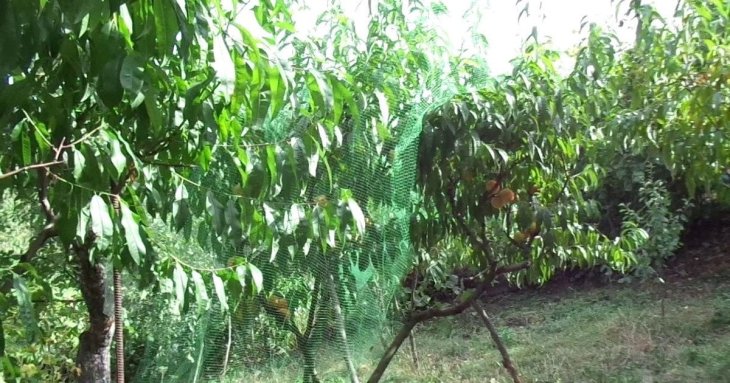Як захистити персикові дерева від морозів і чим утеплити: дієві поради, перевірені часом