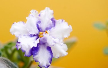 Два копійчані засоби – і буде буйно квітнути: чим підживити кімнатну фіалку